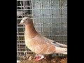 Pigeon craze pigeon kalapati kabootar racingpigeon