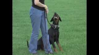 Obedience for bitework