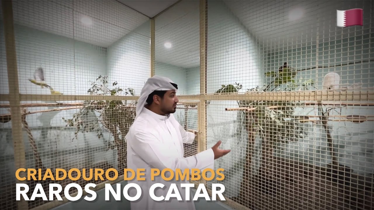Criação de POMBOS RAROS no CATAR | #BIRDTV