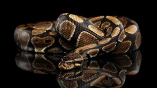 SALTINBANK - PYTHON FOR PENTESTER : SCAPY PYTHON pour faire un pondeuse ARP pour scanner le REZO !