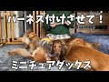 ダックス5匹お出かけ前ルーティン