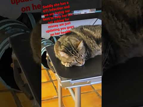 The Kitty Lixo Leak: A Breaking News Update