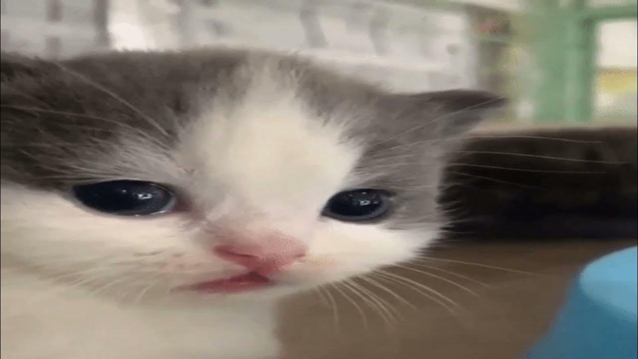 КОТЕНОК ПОЛУЧАЕТ ПО ЗАСЛУГАМ - YouTube