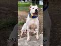 30 Days To One Year Dogo Argentio Transformation Feed Dogoargentino Dog Cute Pets Puppy