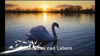 Tulení tulení - Zoo Ústí nad Labem