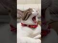 【保護猫】あくびと見せかけてぱくっとする猫
