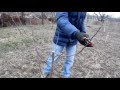 ОБРЕЗКА САЖЕНЦЕВ ПОСЛЕ ПОСАДКИ. 3. СЛИВА. pruning plums