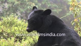 Himalayan Black Bear in the Eastern Himalaya