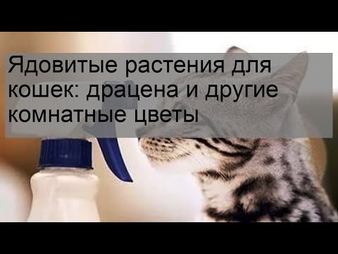 Видео: Что такое кошачий спрей?