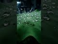 Nature’s Self-Cleaning Secret Revealed