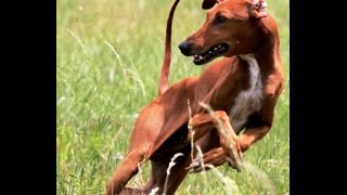 Azawakh Lure Coursing Training slow motion the sighthound Goumsao NPA France, Азавак, Azavak. by pat028 3,085 views 8 years ago 4 minutes, 12 seconds