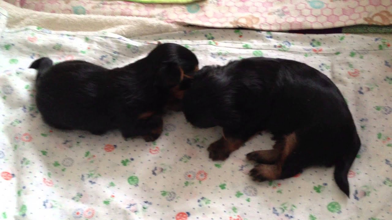 щенки неделя. недельные щенки. щенок 3 месяца купить недорого в москве. щенок йоркширского терьера 20 дней. щенкам 3 недели.