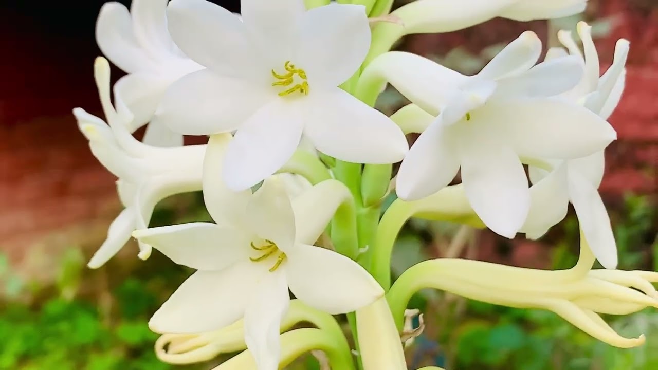 A Fragrance That Captures the Soul -Rajnigandha 