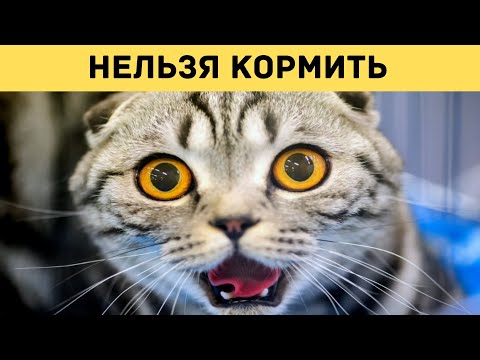 Чем нельзя кормить кошек и котов?