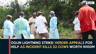 Ogun Lightning Strike: Herder Appeals For Help As Incident Kills 32 Cows Worth N100M
