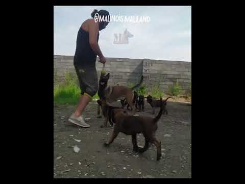 amazing-belgian-malinois-dog-breed-training-&-obedience-from-@malinois.maliland-#belgianmalinois