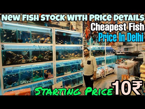 A to Z Pet Shop Cheapest Fish Shop In Delhi | Aquarium Fish Price Update | Low Price Aquarium