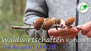 Wie schütze ich Lärchenholz?