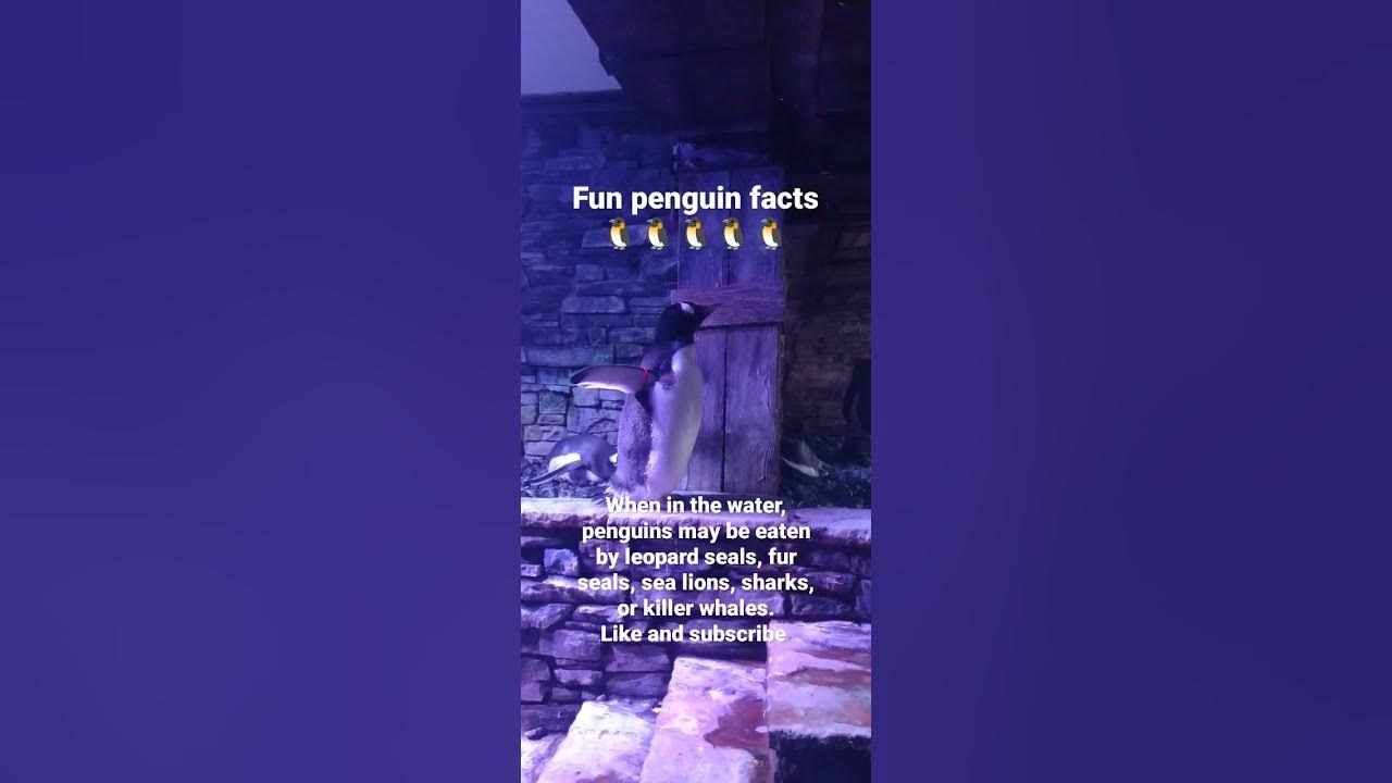 Fun Penguin Facts penguin facts shorts shorts YouTube fun-penguin-facts-penguin-facts-shorts-shorts-youtube