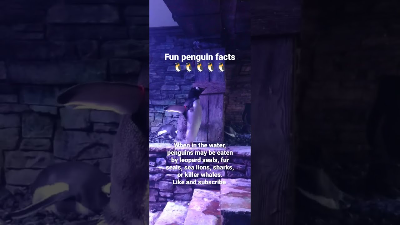 Fun Penguin Facts penguin facts shorts shorts YouTube Fun Penguin Facts penguin facts shorts shorts YouTube