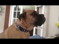 Cute Bullmastiff has to be LIFTED onto the bed, won't stop talking until he is!