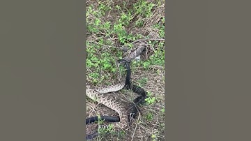blue indigo snake having a chowdown on rattlesnake👀