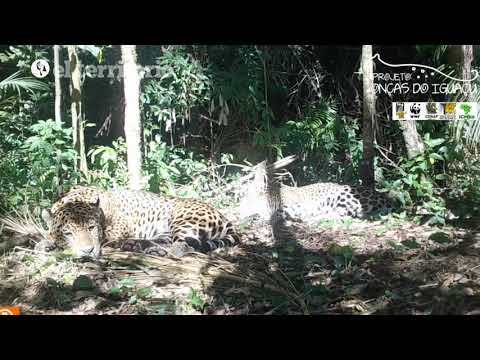 Captan a una pareja de yaguareté en el Parque Nacional de Foz Iguazú