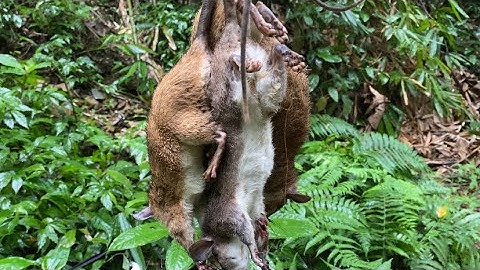 Đặt bẫy khu rừng già dính toàn chuột khủng |Rưng núi Bắc Kạn