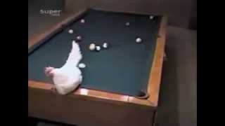 Bilardo Oynayan Tavuk