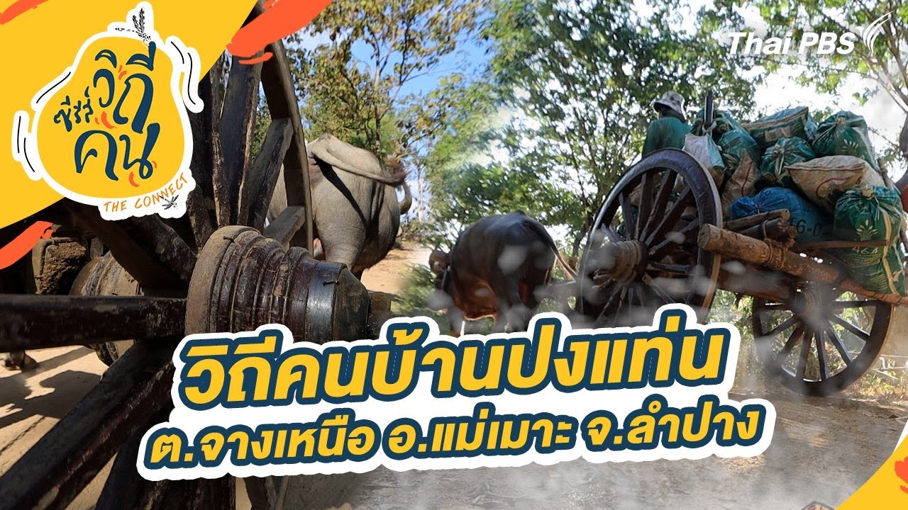 วิถีคนบ้านปงแท่น ต.จางเหนือ อ.แม่เมาะ จ.ลำปาง | ซีรีส์วิถีคน