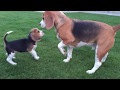 Louie The Beagle Meets 8 Week Old Puppy Marie for the FIRST TIME! Cute