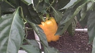Pittman's Pumpkin Patch, Pittman's Garden Patch 2015 Part 9
