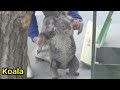 飼育員さんに何度も連れ戻されるコアラの親子　Cute koala baby and mother walk around on ground 【こども動物自然公園】