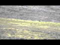 Meeting a brown bear in mountains, Yakutia, Siberia/Russia