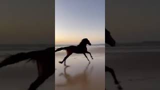 Horse Ringtone 2022.