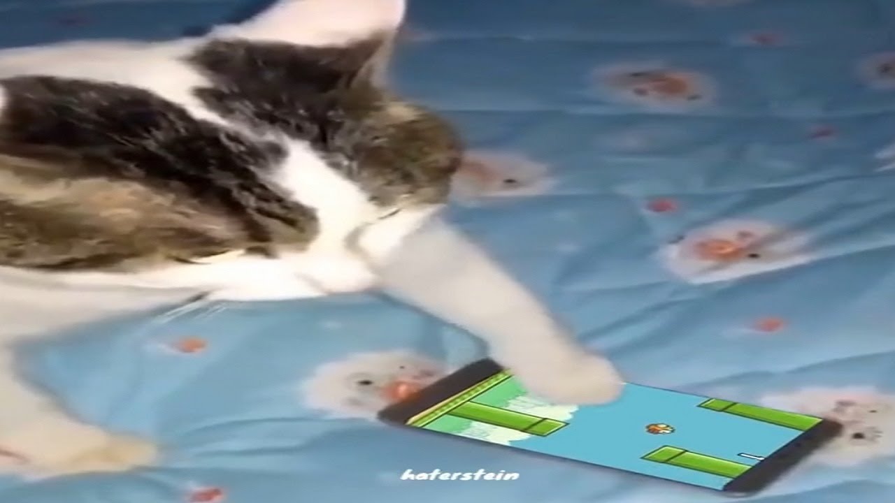 flappy bird