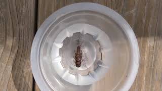 Water Bugs & Water Quality
