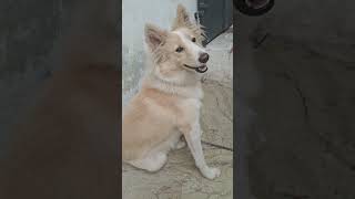 Tobi lament😂#explore #vairal #funny #dog #pets trending