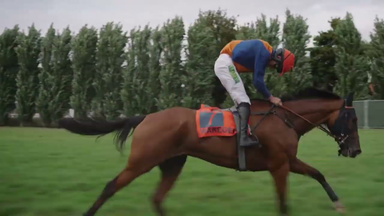 ING Grote Steeple-Chase Van Vlaanderen 2025 – Waregem Koerse | Volledige Race