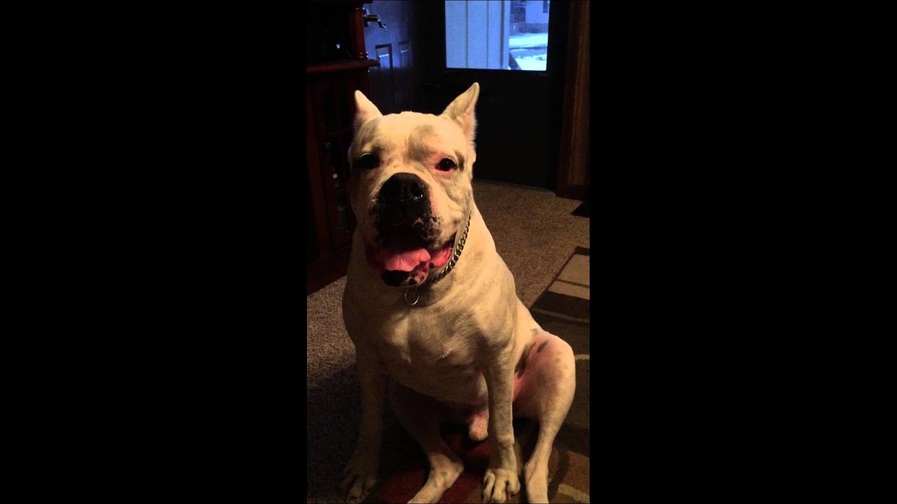 World's largest biggest Boxer breed Dog YouTube