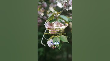 سورة فاطر 2|fatir 2