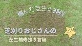 剥げた芝生 芝生の再生 夏の芝生 芝生の手入れ 管理 芝生を復活 ８月の芝生 芝刈りおじさん流の早期回復 養生方法です 夏の芝生は復活も早い Youtube