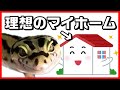 【５年経過】ヒョウモントカゲモドキ/レオパの飼い方、飼育環境の紹介。