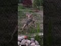 Mexican wolf
