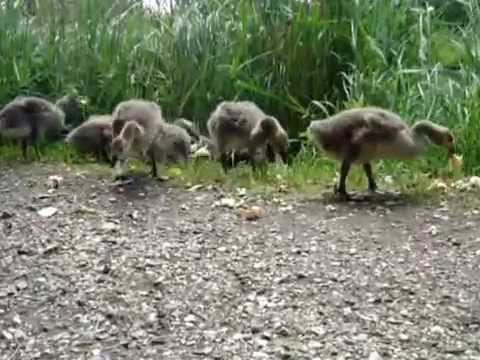 british-wildlife---baby-canada-geese-2-cute-teach-nature-british-nature-meditation