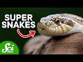 From Hognoses to Spider Tails: 6 Sublime Snakes
