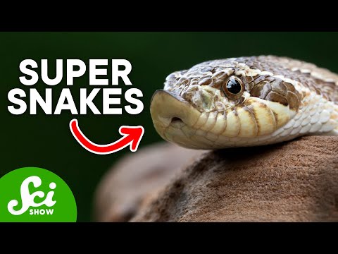 6 Sneaky Snakes That Might Freak You Out thumbnail