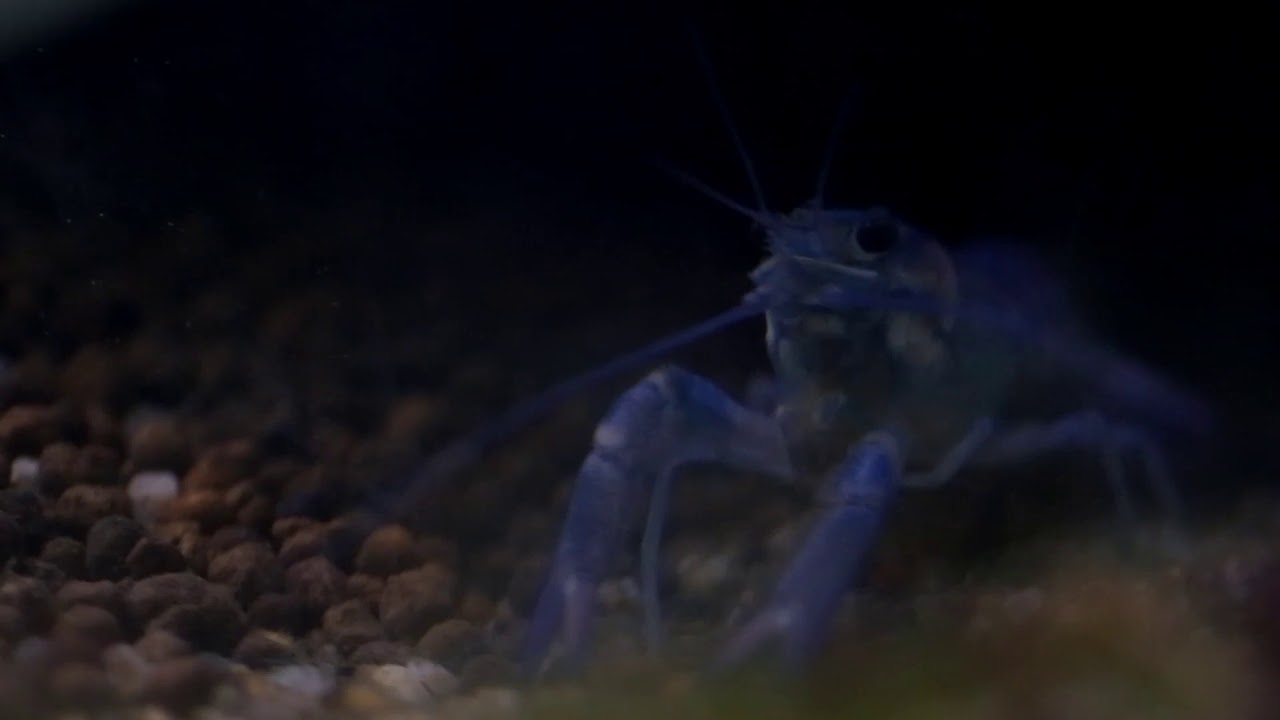 HIDDEN VIDEO: KRAKEN IN ITS NEW WATERS - A hidden video of our new electric blue crayfish in the spring pool.