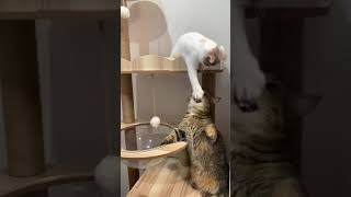 猫の喧嘩が可愛すぎてヤバい