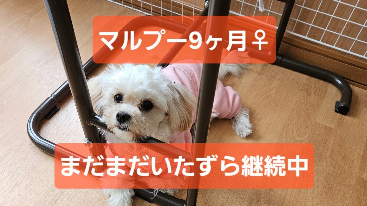 マルプー♀9ヶ月〜成長記録〜